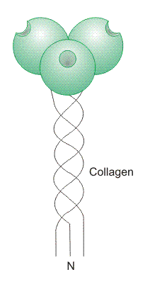 Group III domain organization